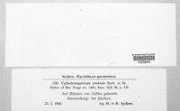 Cylindrosporium niveum image